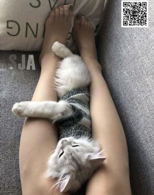 开发三味樱花动漫